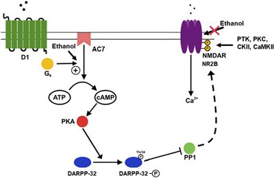 The role of the type 7 adenylyl cyclase isoform in alcohol use disorder and depression